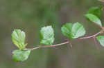 Dwarf hawthorn